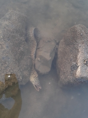 Gymnothorax pseudothyrsoideus