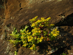 Sedum formosanum