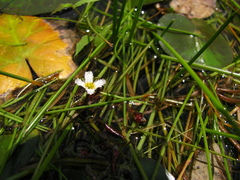 Nymphoides coreana