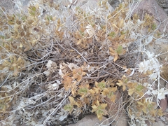 Ambrosia ilicifolia