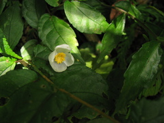 Begonia longifolia
