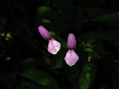 Dicliptera japonica