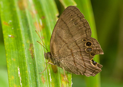 Paryphthimoides argulus