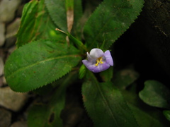 Bonnaya ruelloides