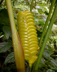 Calathea crotalifera image