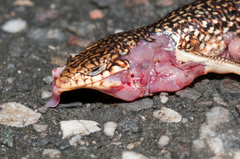 Plestiodon leucostictus