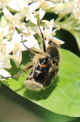 Trichiotinus viridans