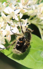 Trichiotinus viridans