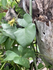 Gonolobus sororius