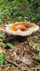 Ganoderma parvulum