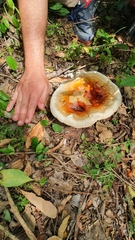 Ganoderma parvulum