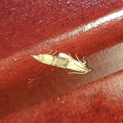 Lepidoptera