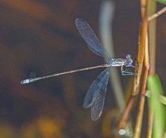 Lestes vidua