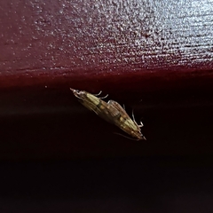 Lepidoptera
