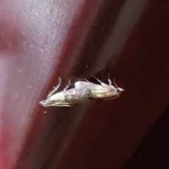 Lepidoptera