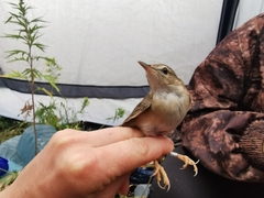 Helopsaltes ochotensis