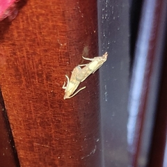 Lepidoptera