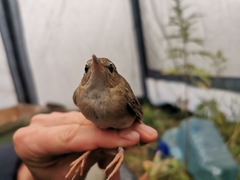 Helopsaltes ochotensis