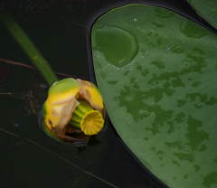 Nuphar variegata