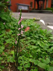 Spiranthes sinensis