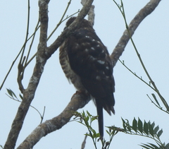Harpagus bidentatus