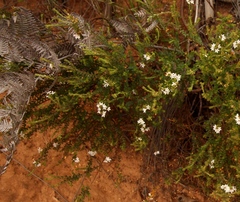 Agathosma planifolia
