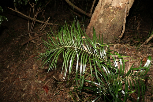 Image of Macrozamia lucida by (c) Greg Tasney, some rights reserved (CC BY-SA)