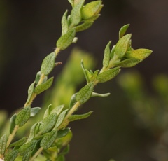 Agathosma planifolia