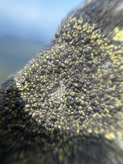 Calvitimela armeniaca