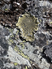 Calvitimela armeniaca