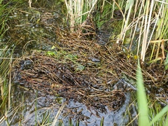Potamogeton perfoliatus
