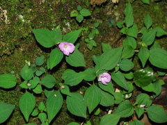 Sarcopyramis napalensis delicata