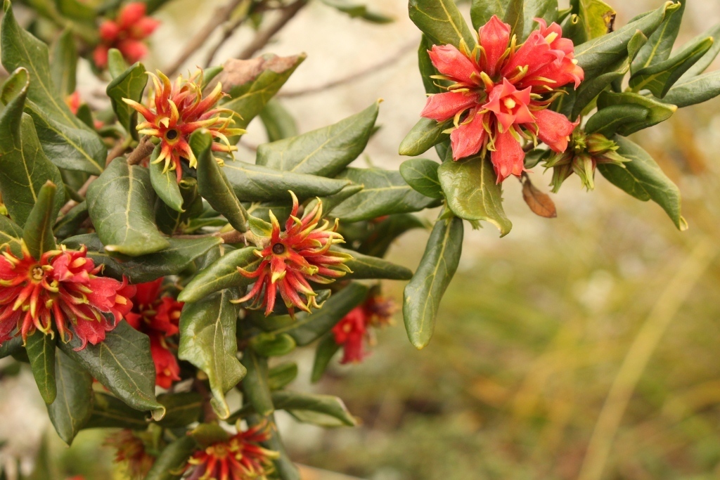 Wild Pomegranates