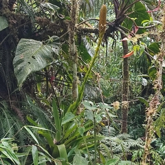 Guzmania coriostachya