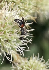 Hylaeus ornatus