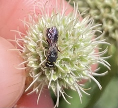 Hylaeus ornatus