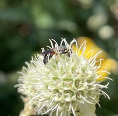 Hylaeus ornatus