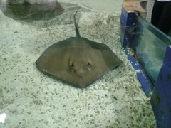 Hypanus