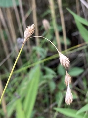 Carex hormathodes