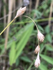 Carex hormathodes