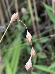 Carex hormathodes