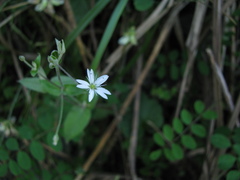 Stellaria vestita