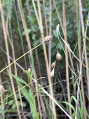 Carex hormathodes
