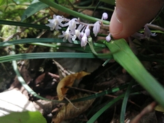 Ophiopogon japonicus