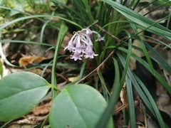 Ophiopogon japonicus