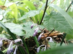 Ophiopogon japonicus