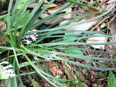 Ophiopogon japonicus