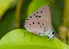 Pseudolycaena marsyas