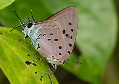 Pseudolycaena marsyas