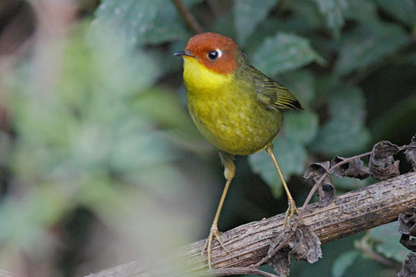 Chestnut-Headed Tesia